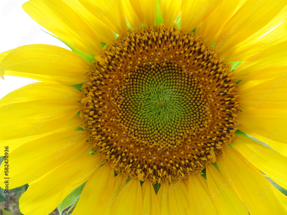 sunflower flower seeds natural food yellow large field sun sunflower flower seeds natural food yellow large field sun