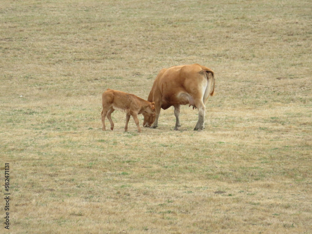 livestock cows animals mammals meat milk green meadows livestock cows animals mammals meat milk green meadows