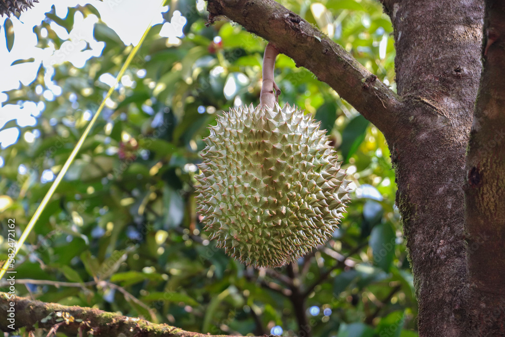 Durian, durian fruit on the tree durian orchard thailand tropical fruit Durian, durian fruit on the tree durian orchard thailand tropical fruit