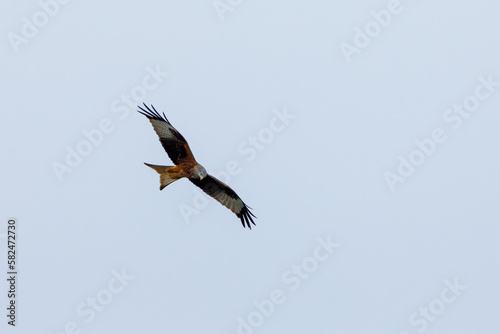 Red Kite in the Air © hecke71