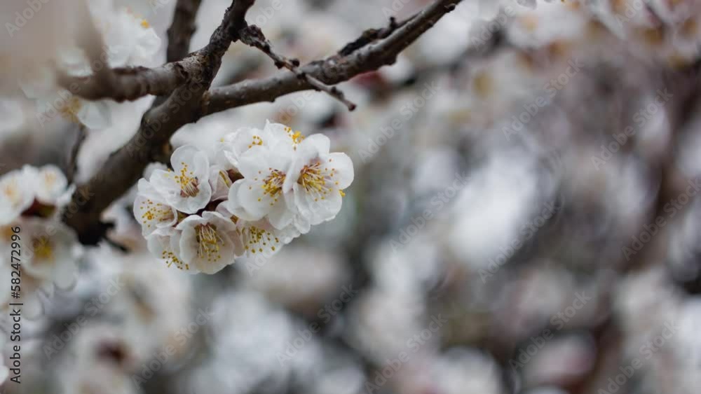 Springtime. White flower, flowering in the garden of trees, blooming Nature. Spring flower. Mood, awakening of nature. Springtime. White flower, flowering in the garden of trees, blooming Nature. Spring flower. Mood, awakening of nature.