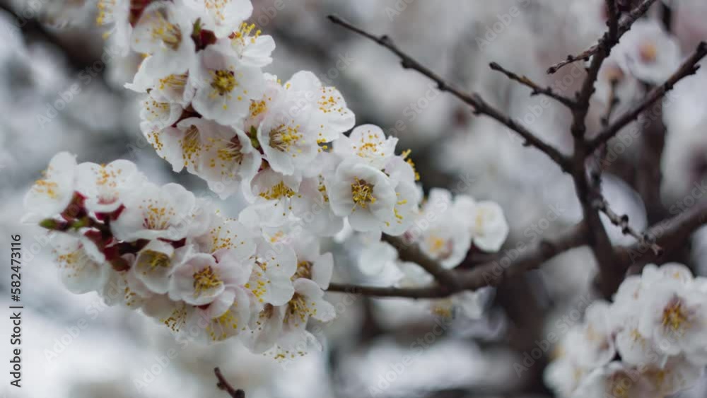 Springtime. White flower, flowering in the garden of trees, blooming Nature. Spring mood, awakening of nature. Spring flowers. Springtime. White flower, flowering in the garden of trees, blooming Nature. Spring mood, awakening of nature. Spring flowers.