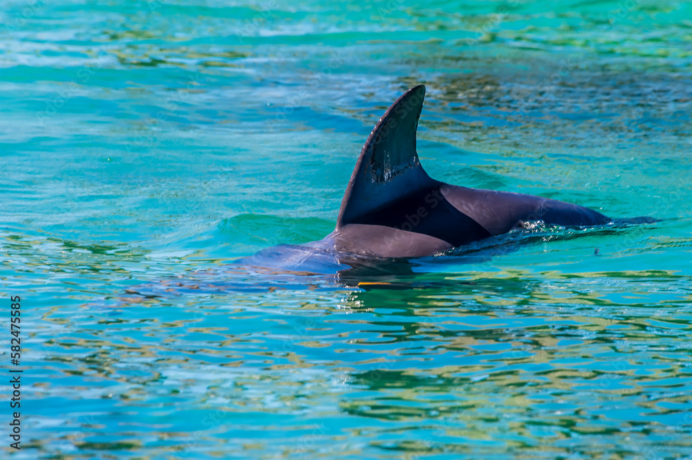 Fototapeta premium A view of a dolphin close to West Bay on Roatan Island on a sunny day