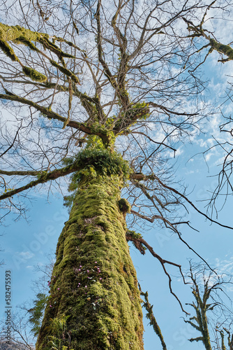 Georgian rock oak on springtime. photo