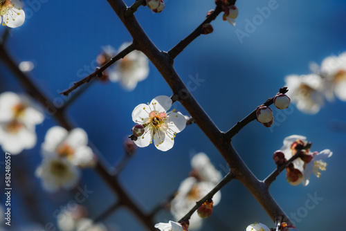 Spring is coming. Blue sky and Plum (Prunus mume) flowers are shiny in the sun.