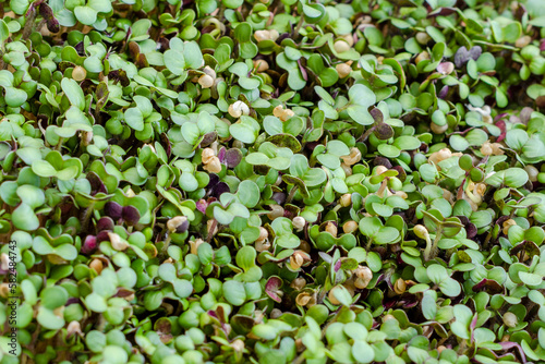 microgreens in transparent trays, young sprouts of different plants: mustard, radishes, dill, diet and healthy eating