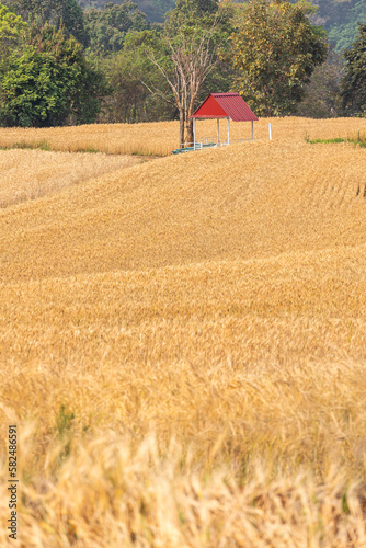 Golden wheat field in Chiangmai, Thailand