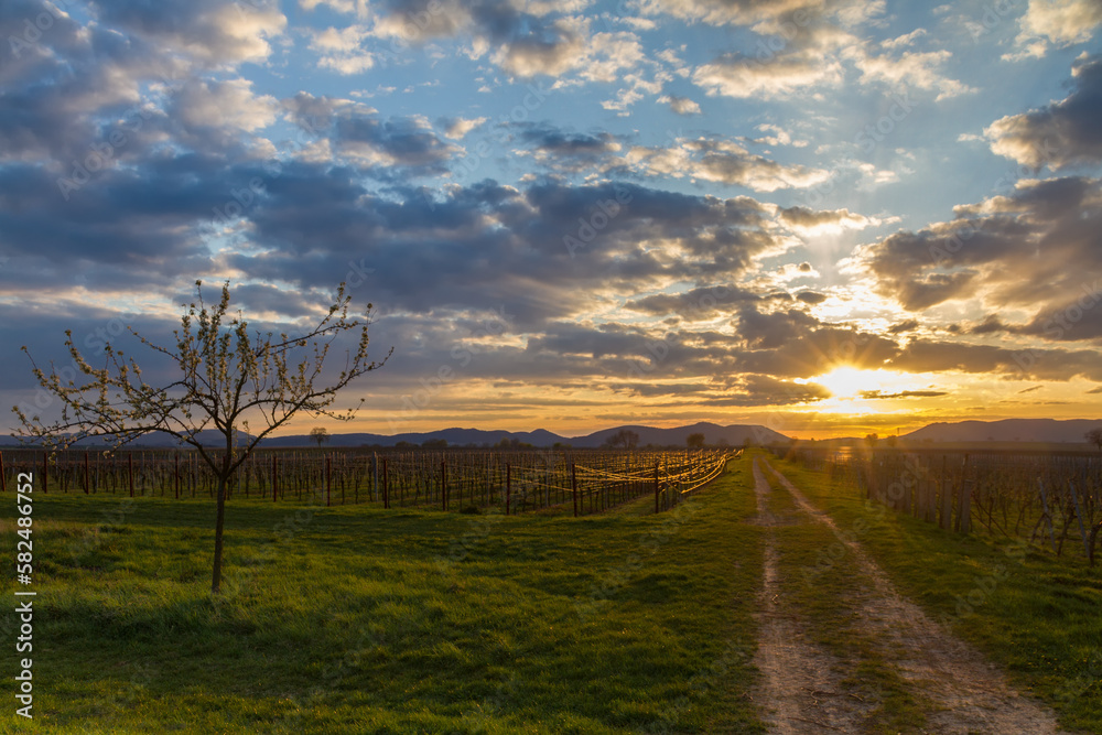 Obraz premium Vineyard at sunset, Pfalz, Germany