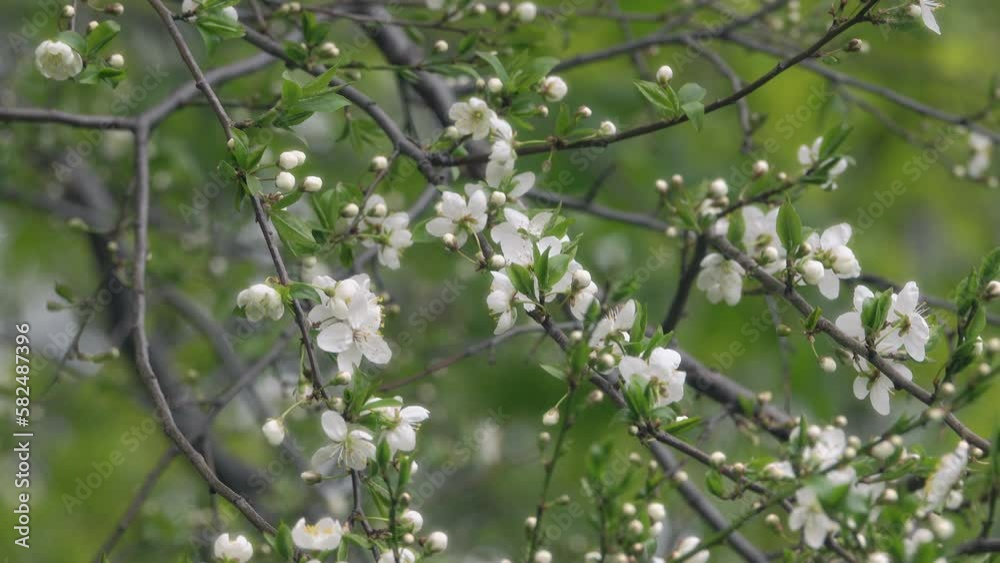 Blossoms on an apple tree. Flowering fruit tree in early spring on a sunny day. Blossoms on an apple tree. Flowering fruit tree in early spring on a sunny day.