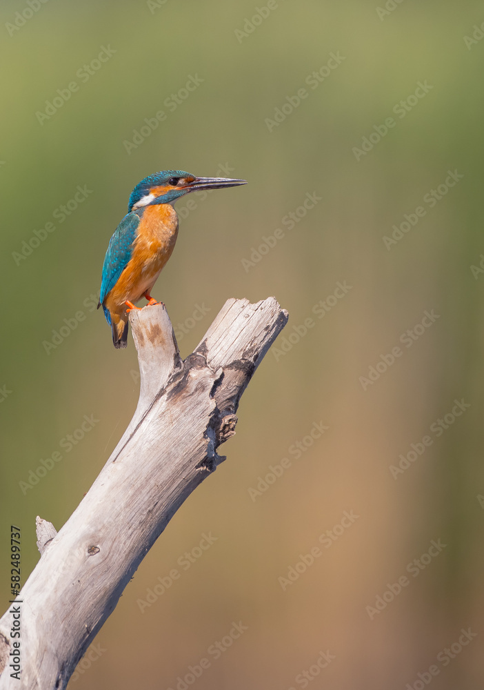 Common Kingfisher - at a wetland in summer
Common Kingfisher - at a wetland in summer