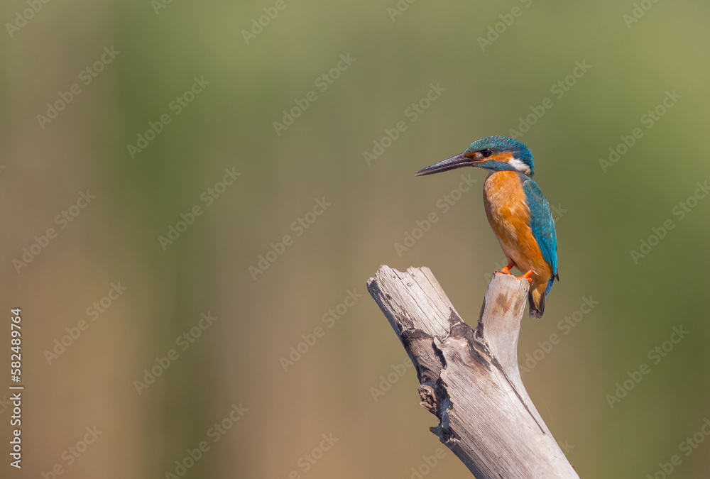 Common Kingfisher - at a wetland in summer
Common Kingfisher - at a wetland in summer