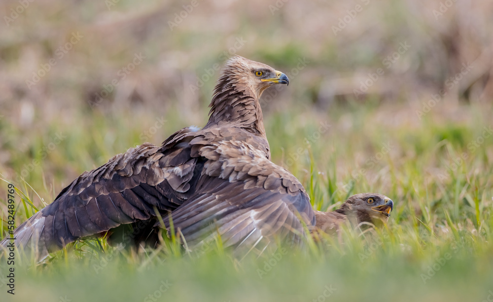 Lesser spotted eagle - pair of birds in spring
Lesser spotted eagle - pair of birds in spring