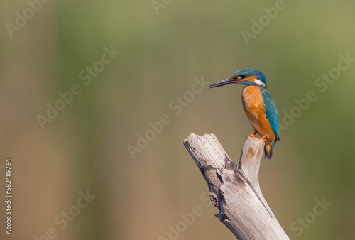 Common Kingfisher - at a wetland in summer 