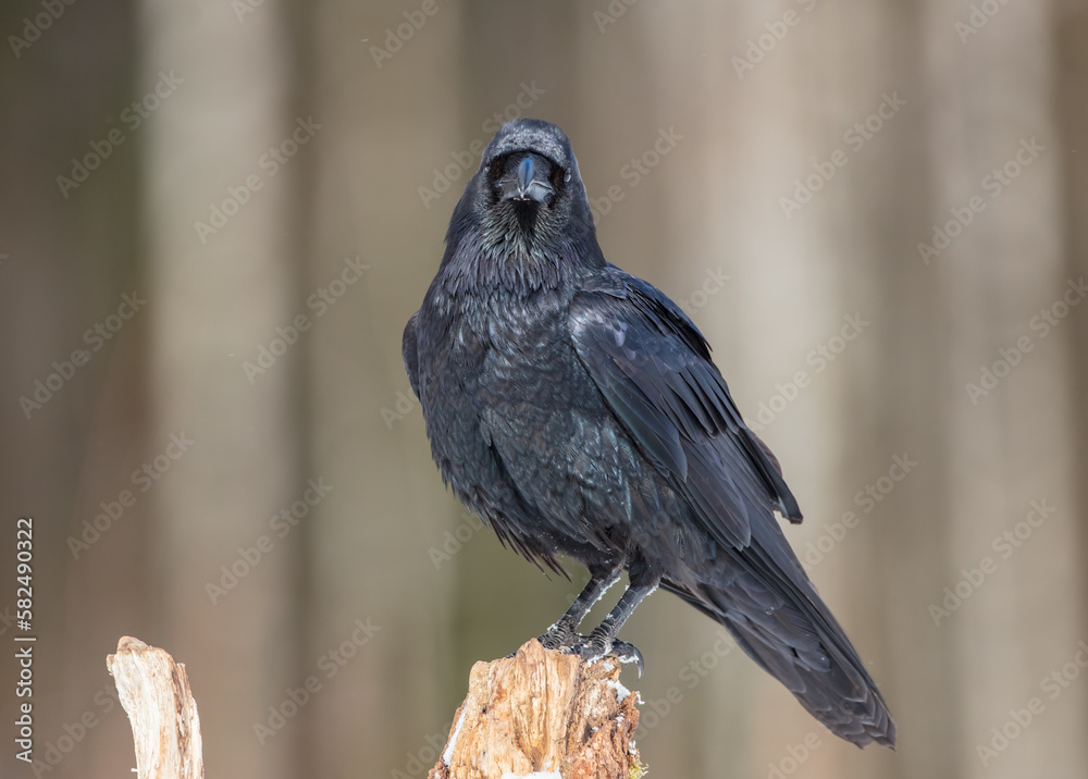 Fototapeta premium Common Raven - in winter at a wet forest