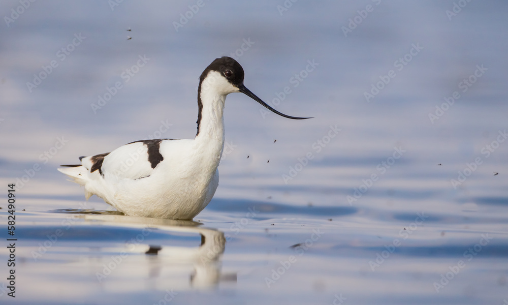 Pied avocet - feeding on the shore of lagoon in spring