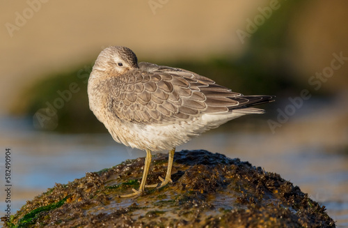 Red Knot - on the autumn migration way at a seashore