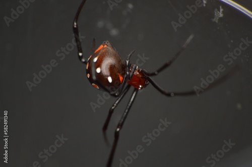 Latrodectus menavodi "black widow" spider
