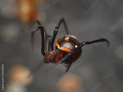 Latrodectus menavodi 