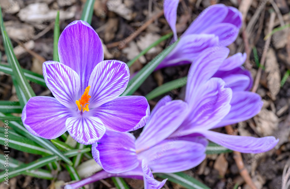 Crocuses in bloom. Close up of the head of several crocuses or croci. Macro photography of purple and white flowers in Beckenham, Kent, UK. Crocuses in bloom. Close up of the head of several crocuses or croci. Macro photography of purple and white flowers in Beckenham, Kent, UK.