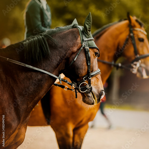 Portrait of a beautiful bay horse standing near a sorrel horse on a summer day. Equestrian sports and horse riding. Equestrian life.