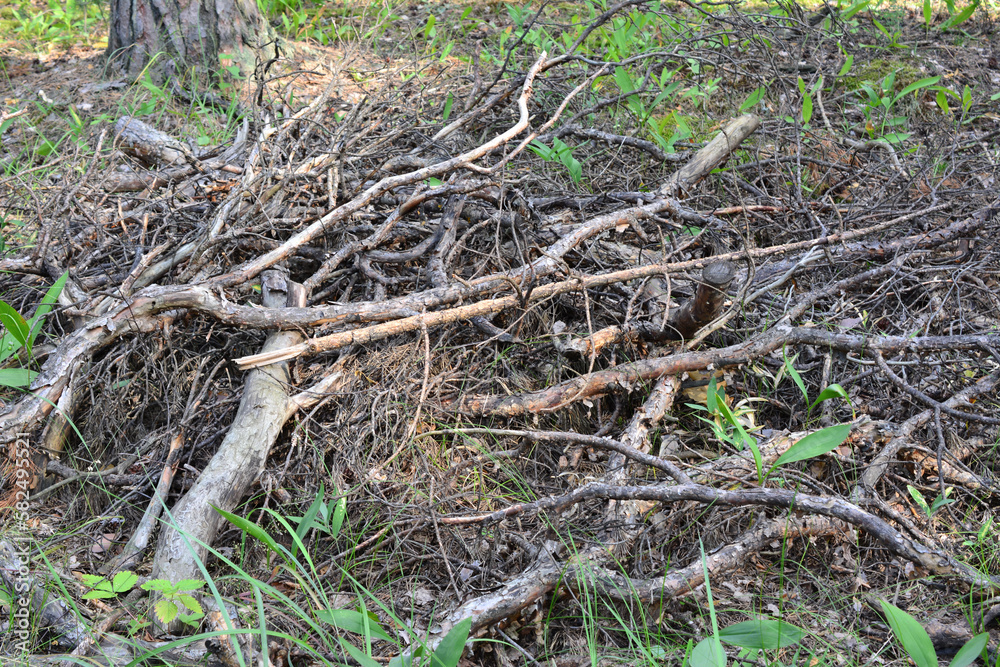A pile of tree branches on the ground, making firewood