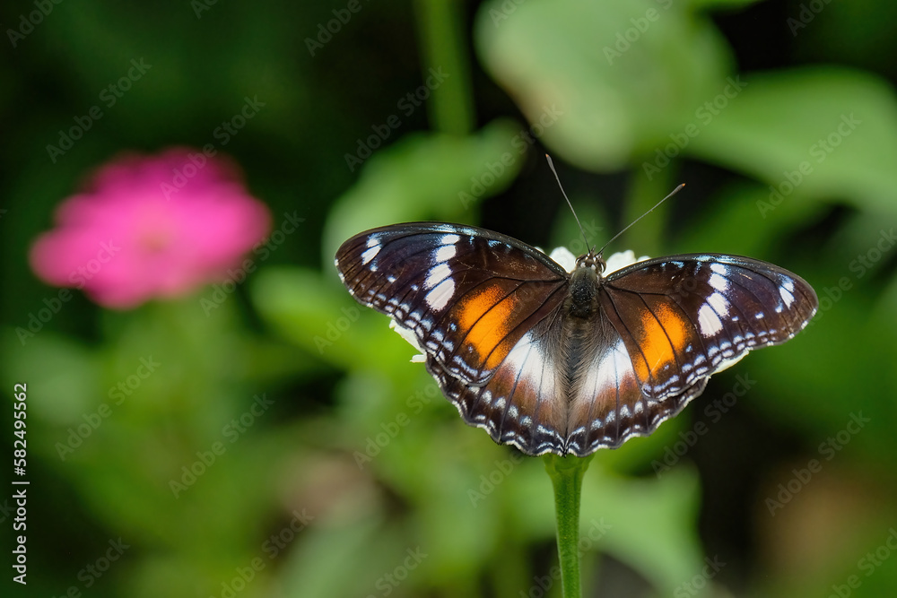 Obraz premium butterfly on a flower