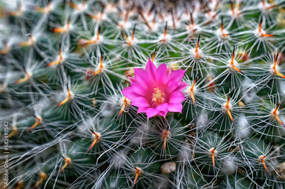 cactus flower in the desert. The first bloom of this cactus happened to be on the first day of spring. cactus flower in the desert. The first bloom of this cactus happened to be on the first day of spring.
