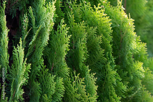 Arborvitae found on the roadside.  Arborvitae Leaves