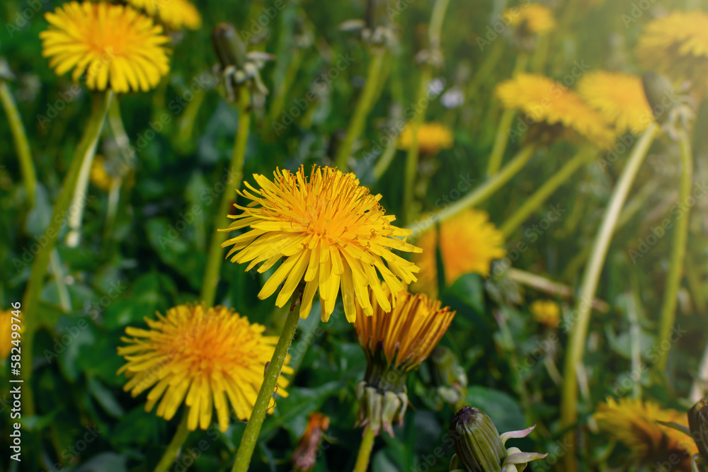 yellow dandelions on green grass. spring. blooming dandelion