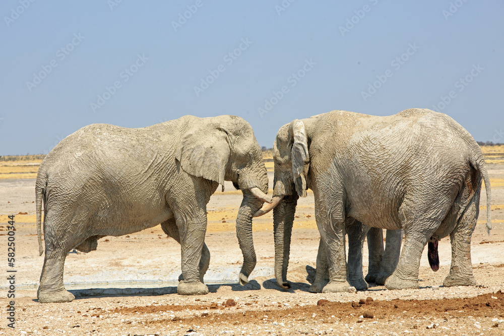 Fototapeta premium African Elephants Head to Head standing on the arid African savannah