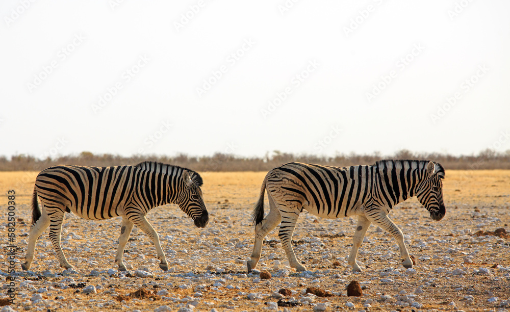 Fototapeta premium Two Burchell's Zebra walking across the African Plains in Etosha National park, Namibia
