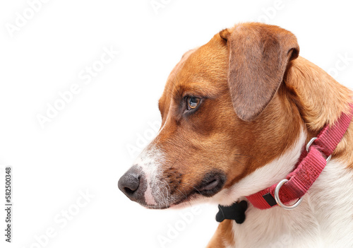 Isolated dog wearing a martingale collar with name tag. Side portrait of cute brown puppy dog looking at something. Bored  waiting or longing expression. 1 year old female Harrier Labrador mix.