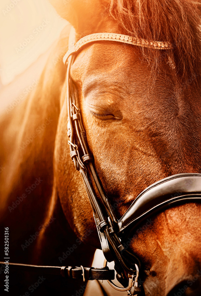 Foto de Portrait of a beautiful bay horse with a black bridle on its