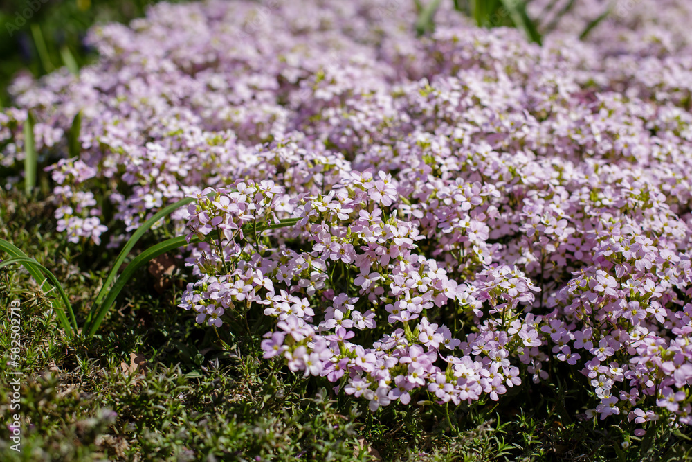 Alpine rezuha ( Arabis arendsii ) sort Rosabella in spring garden Alpine rezuha ( Arabis arendsii ) sort Rosabella in spring garden