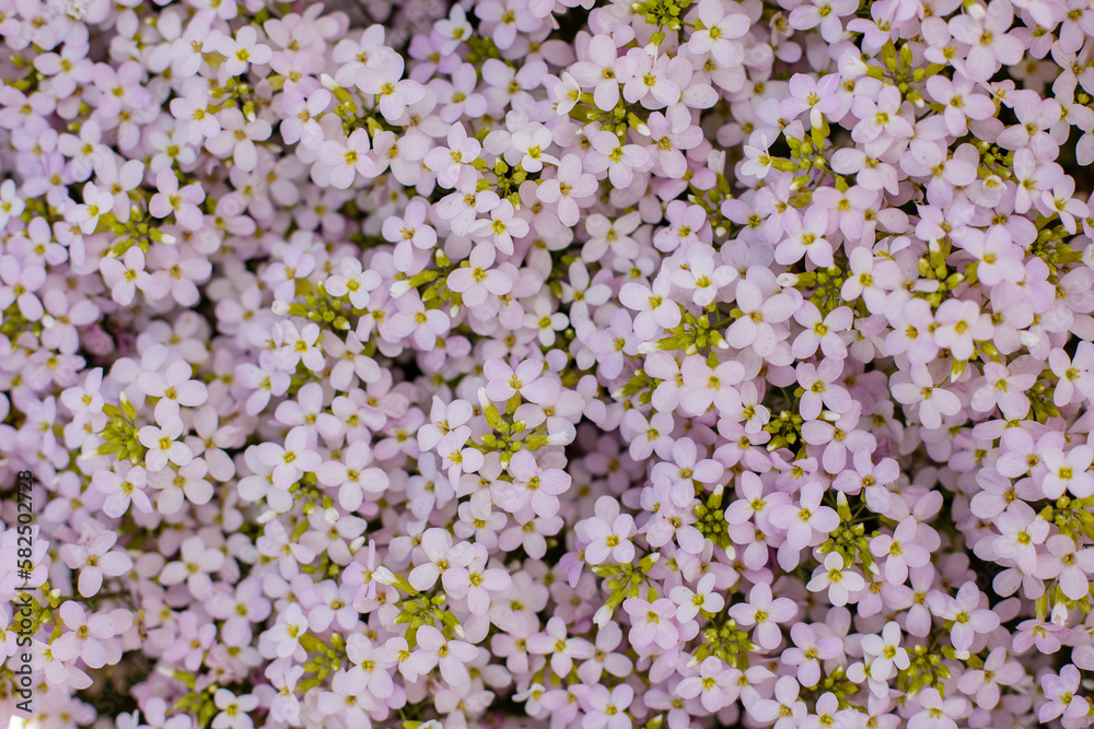 Alpine rezuha ( Arabis arendsii ) sort Rosabella in spring garden Alpine rezuha ( Arabis arendsii ) sort Rosabella in spring garden