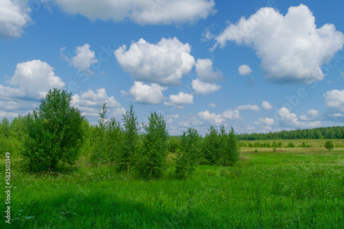 Summer landscape green meadow and forest in the background against the backdrop of a beautiful blue sky and white clouds.