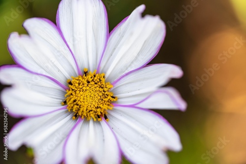 Closeup shot of white flower in bloom against blur background