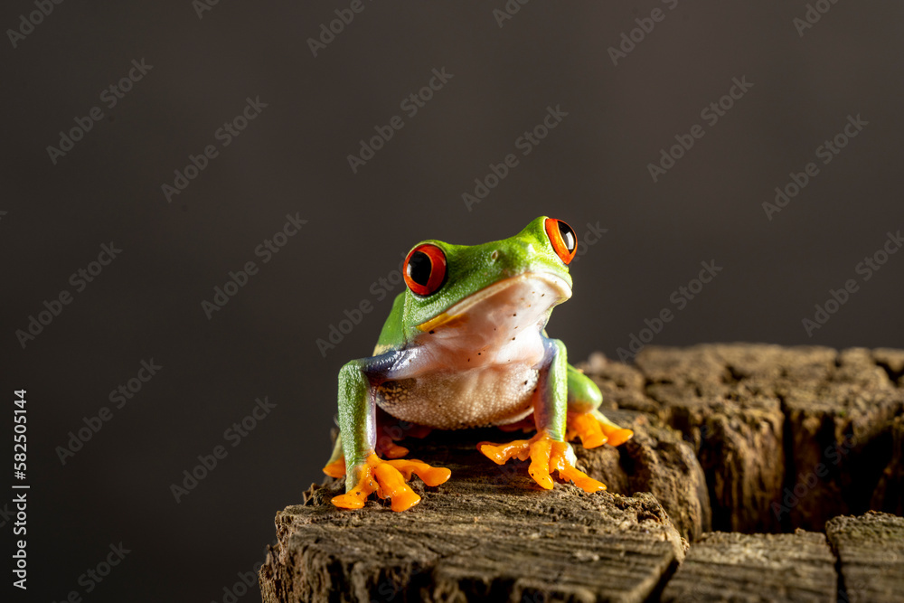 A tree frog is any species of frog that spends a major portion of its