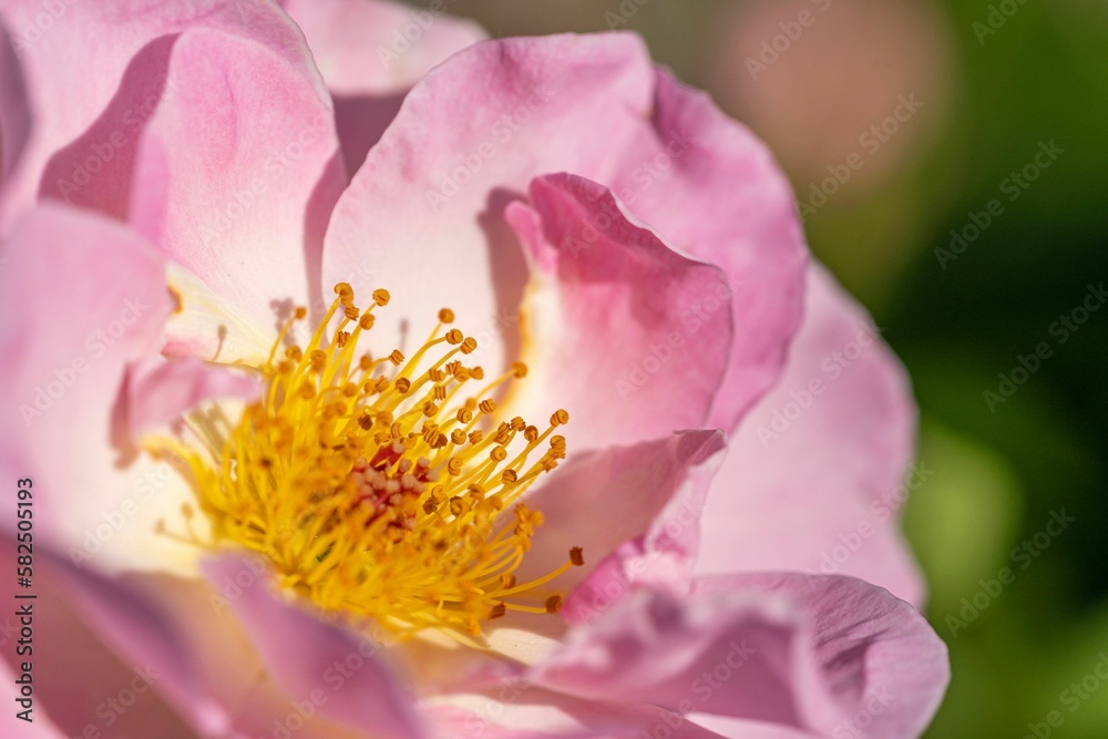 Closeup shot of pink flower in bloom season