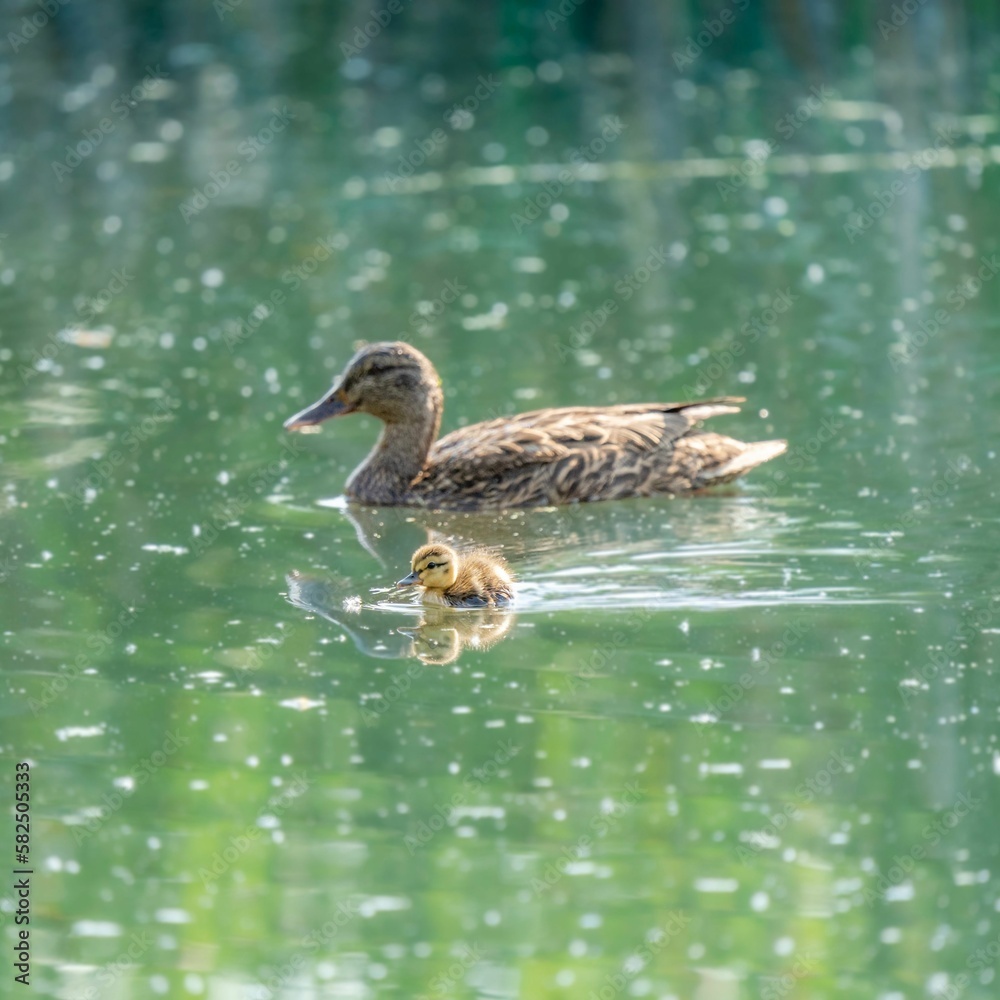 Obraz premium Duck swimming with its baby in the lake