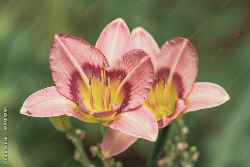 Closeup shot of beautiful Daylily flowers in bloom against blur background