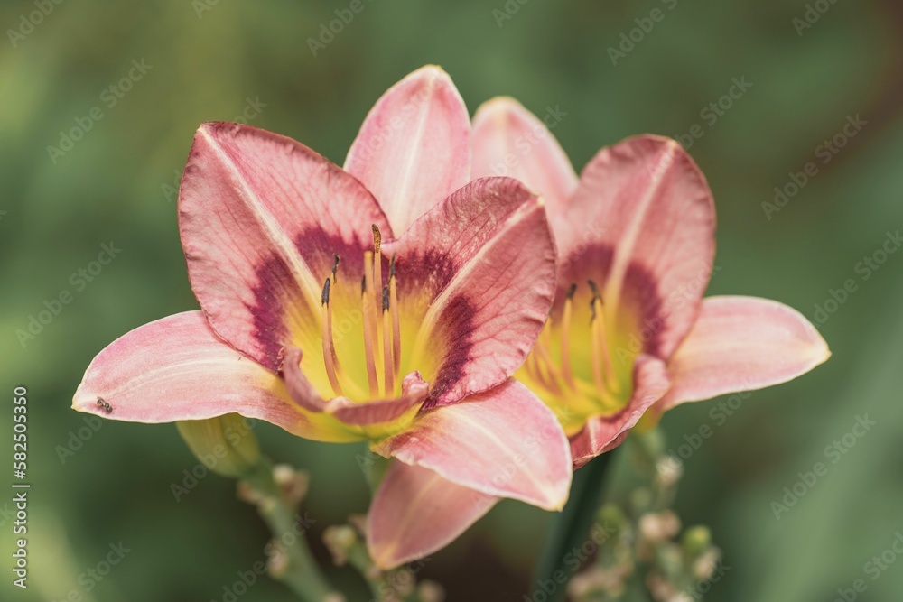Closeup shot of beautiful Daylily flowers in bloom against blur background Closeup shot of beautiful Daylily flowers in bloom against blur background