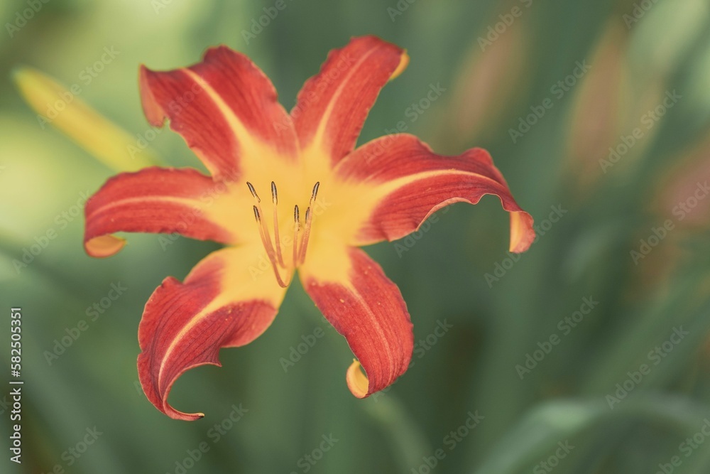 Closeup shot of beautiful Daylily flower in bloom against blur background