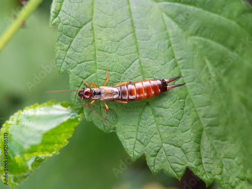earwig on a leaf