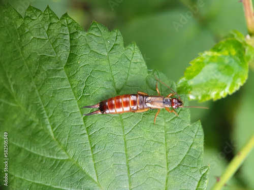 earwig on a leaf photo