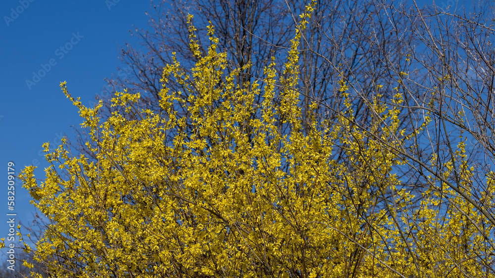 Flowering forsythia in spring in front of blue sky