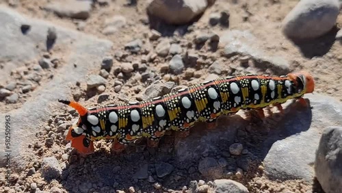 Closeup of a caterpillar bruco crawling on stones and sand under the sun photo