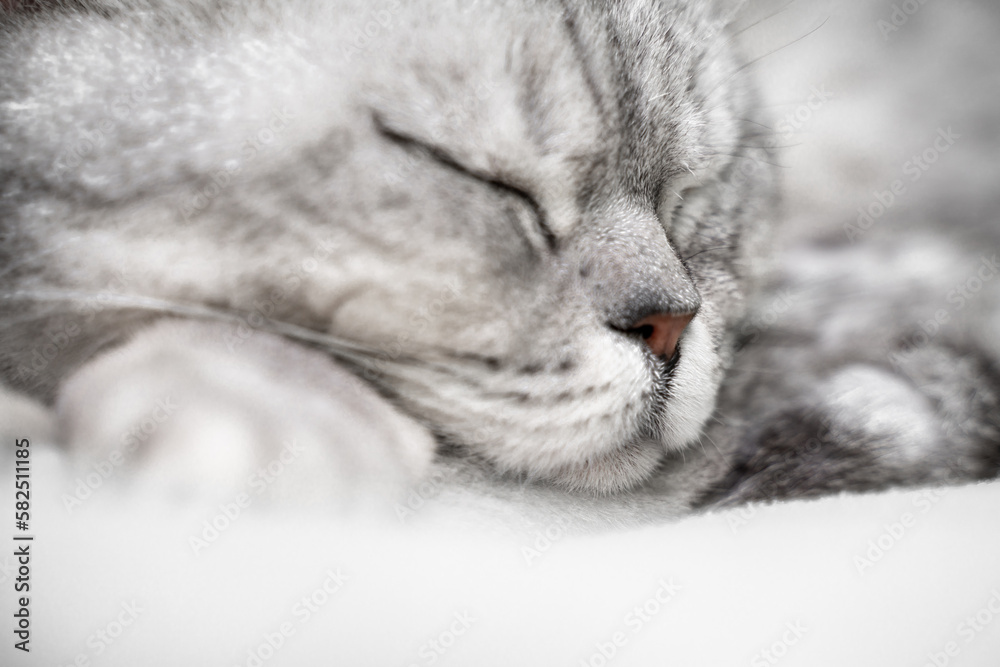scottish straight cat is sleeping. Close-up of the muzzle of a sleeping cat with closed eyes. Against the backdrop of a light blanket. Favorite pets, cat food.