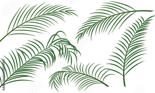 date coconut palm leaves