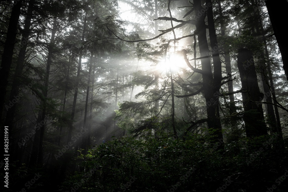 Sunlight penetrating through trees in the dark forest.